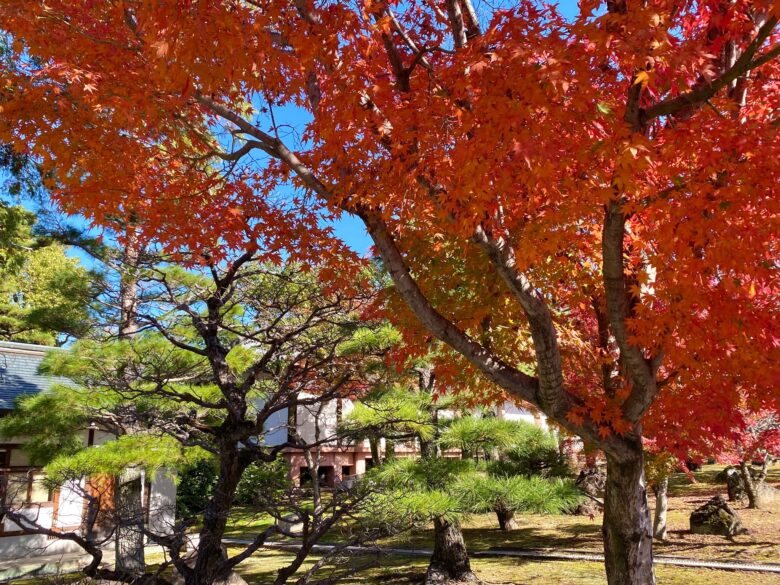 智積院の脇参道の紅葉と松の木