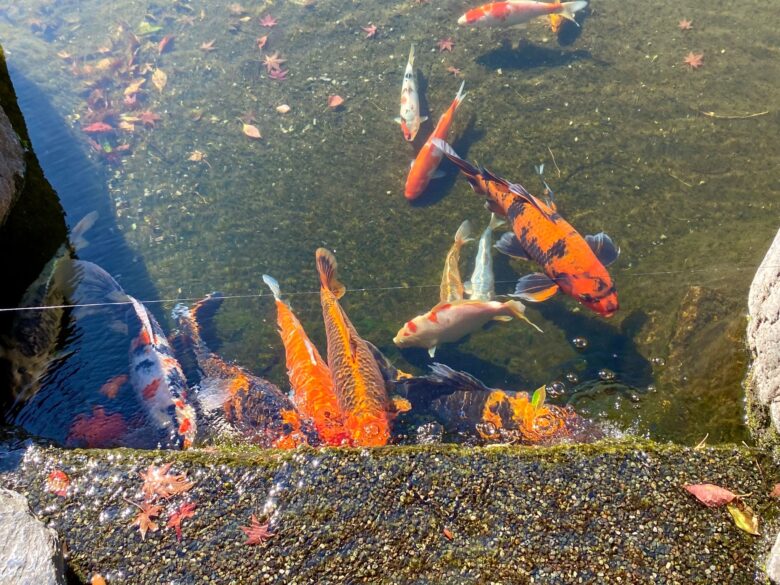 城南宮の平安の庭の池に生息する鯉