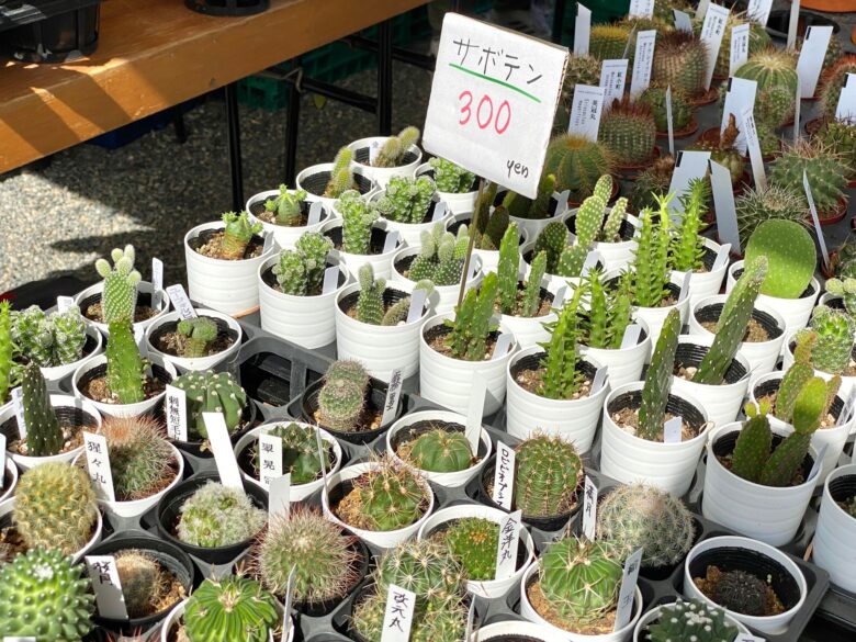 京都東寺の弘法市で出品されている植物
